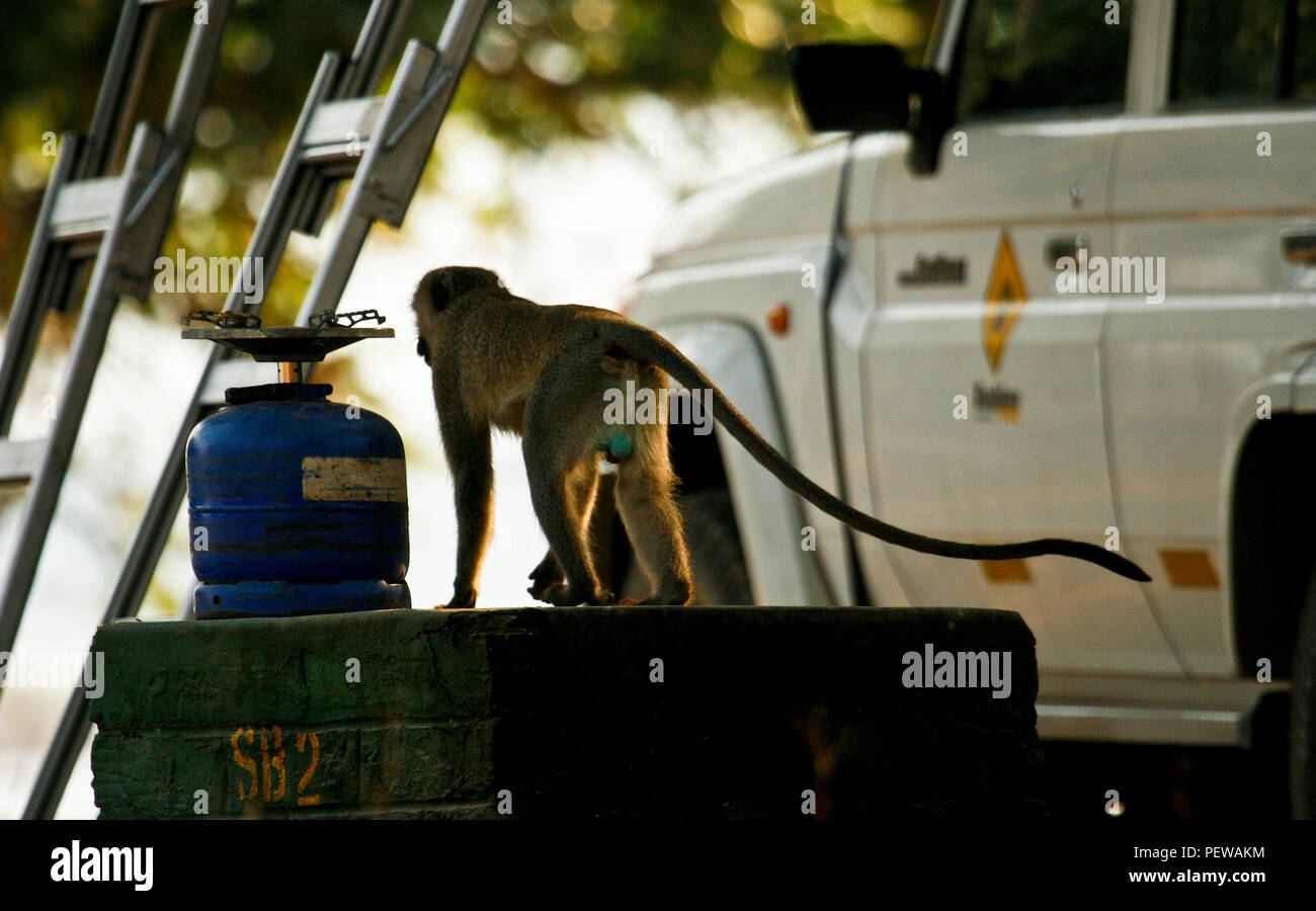 Cercopithecus aethiops Meerkatze an Nyamepy Camp. Mana Pools Nationalpark. Simbabwe Stockfoto