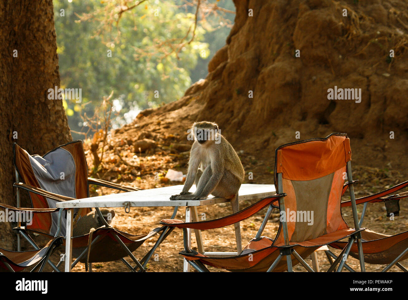 Cercopithecus aethiops Meerkatze an Nyamepy Camp. Mana Pools Nationalpark. Simbabwe Stockfoto