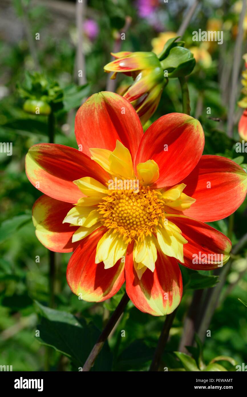 Dahlia pooh Swan Island leuchtend orange gelbe Schlüsselblume Dahlia Blume Blüte Stockfoto
