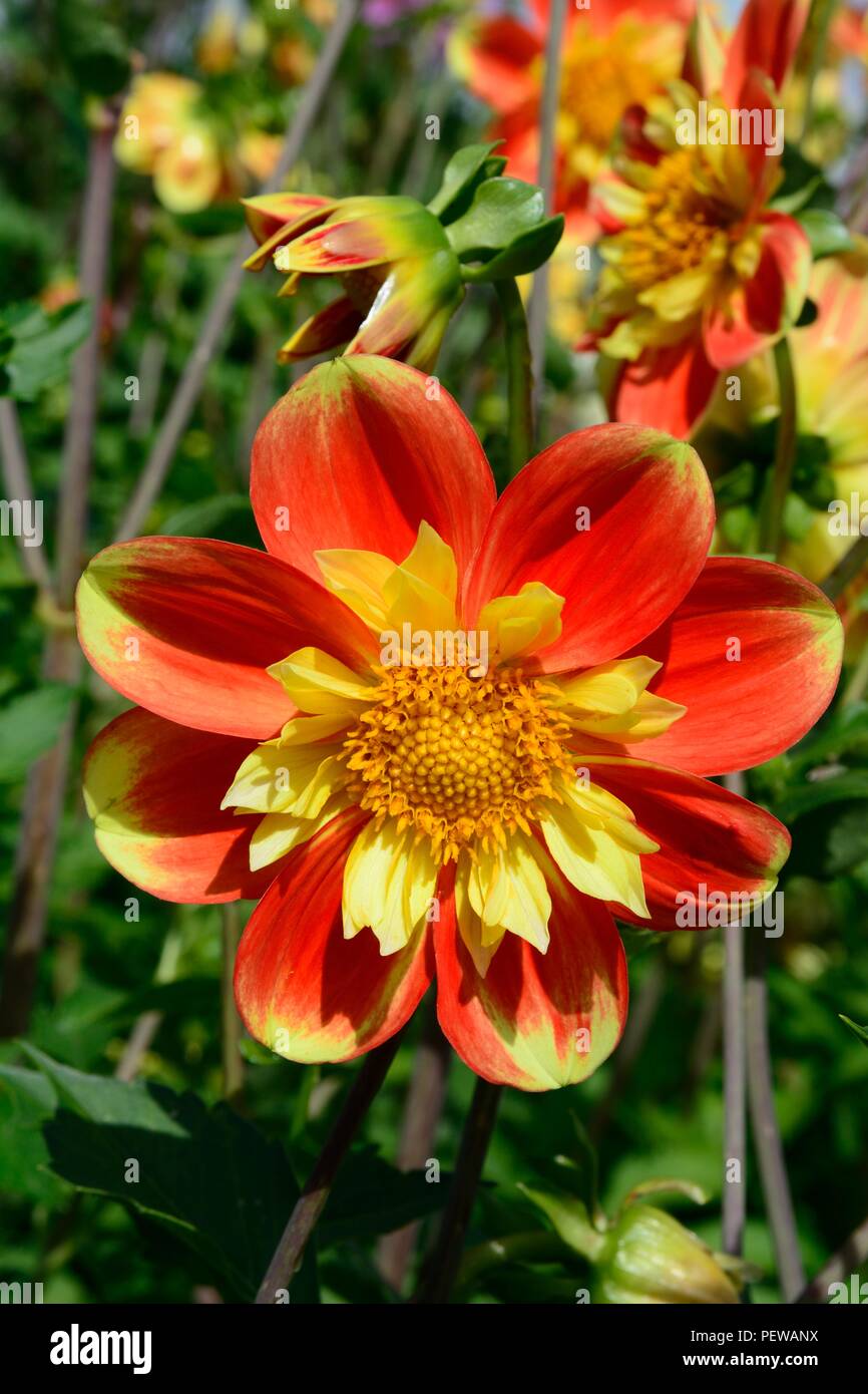 Dahlia pooh Swan Island einzelne Blume Blüte Stockfoto