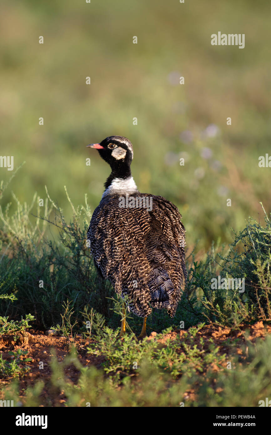 Südlichen schwarzen Corhaan, Schwarz Bustard, Afrotis Afra, gamebird, Vogel, Südafrika, Wild, nahrungssuche Stockfoto