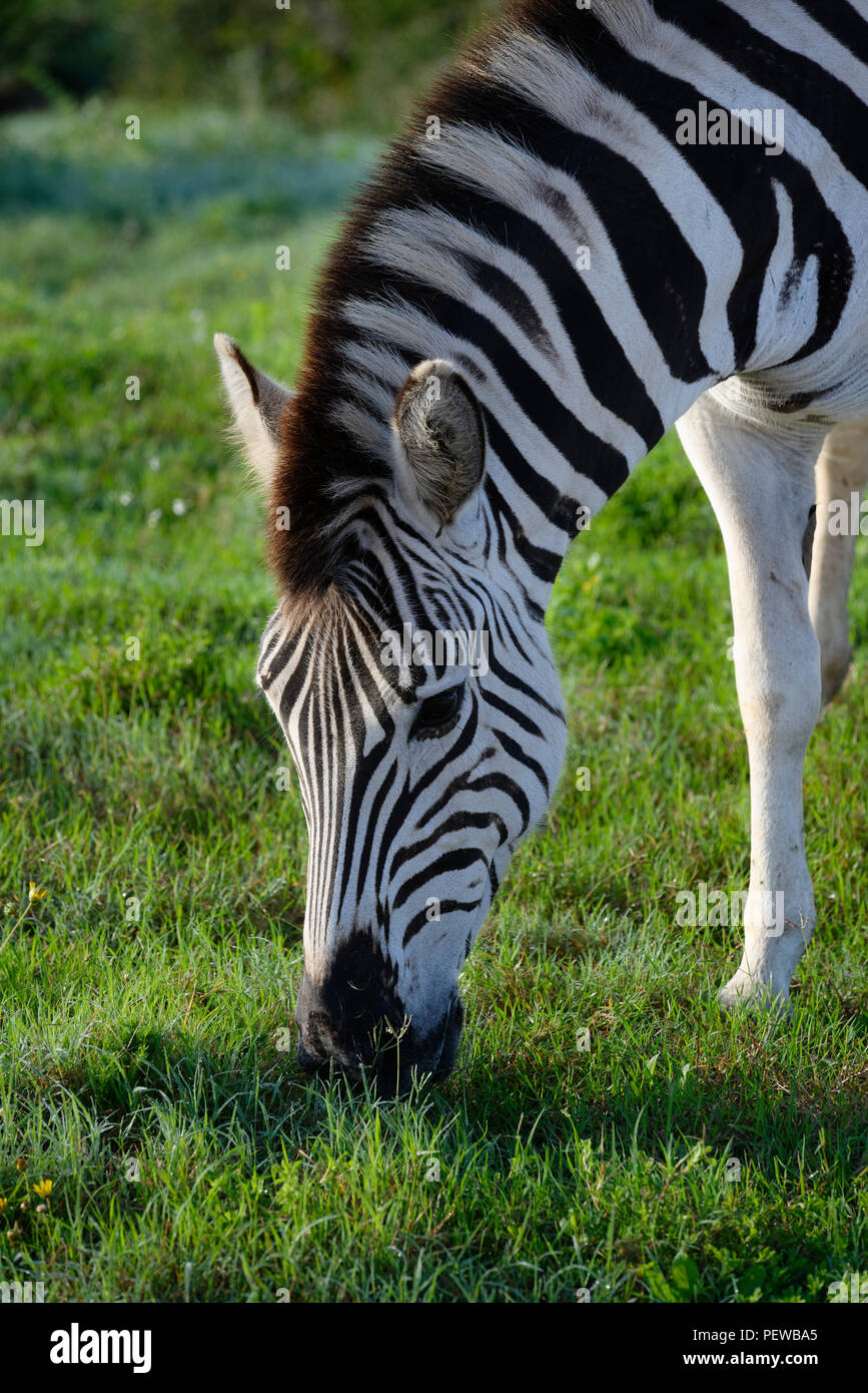 Ebenen Zebra Nahrungssuche im Addo Elephant National Park, Südafrika Stockfoto