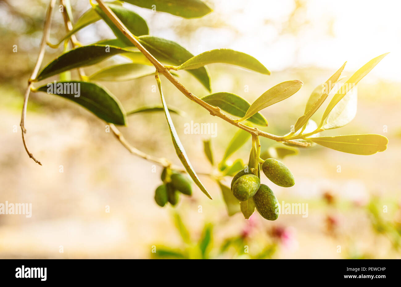 Grüne Oliven am Zweig der Olivenbaum Stockfoto