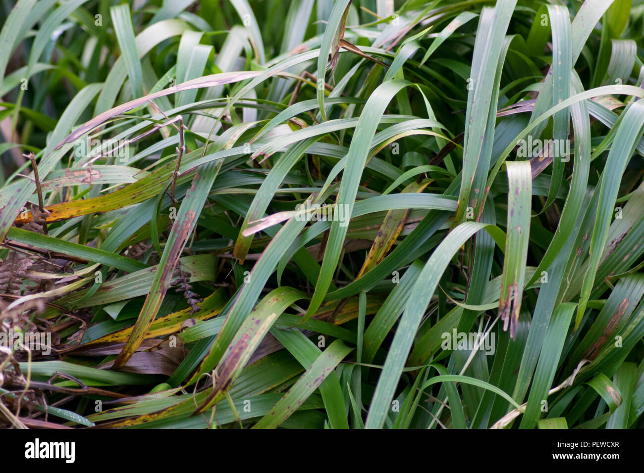 Interessante Muster von lange Gras, die Bewegungen und die Wirkung von Wind Stockfoto