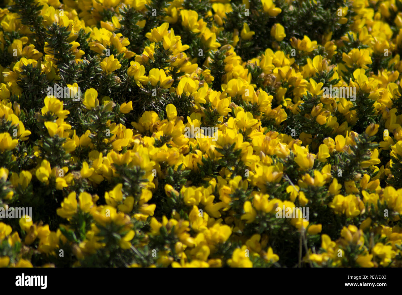 Eine Nahaufnahme der Ulex (oder Ginster) Bush Stockfoto