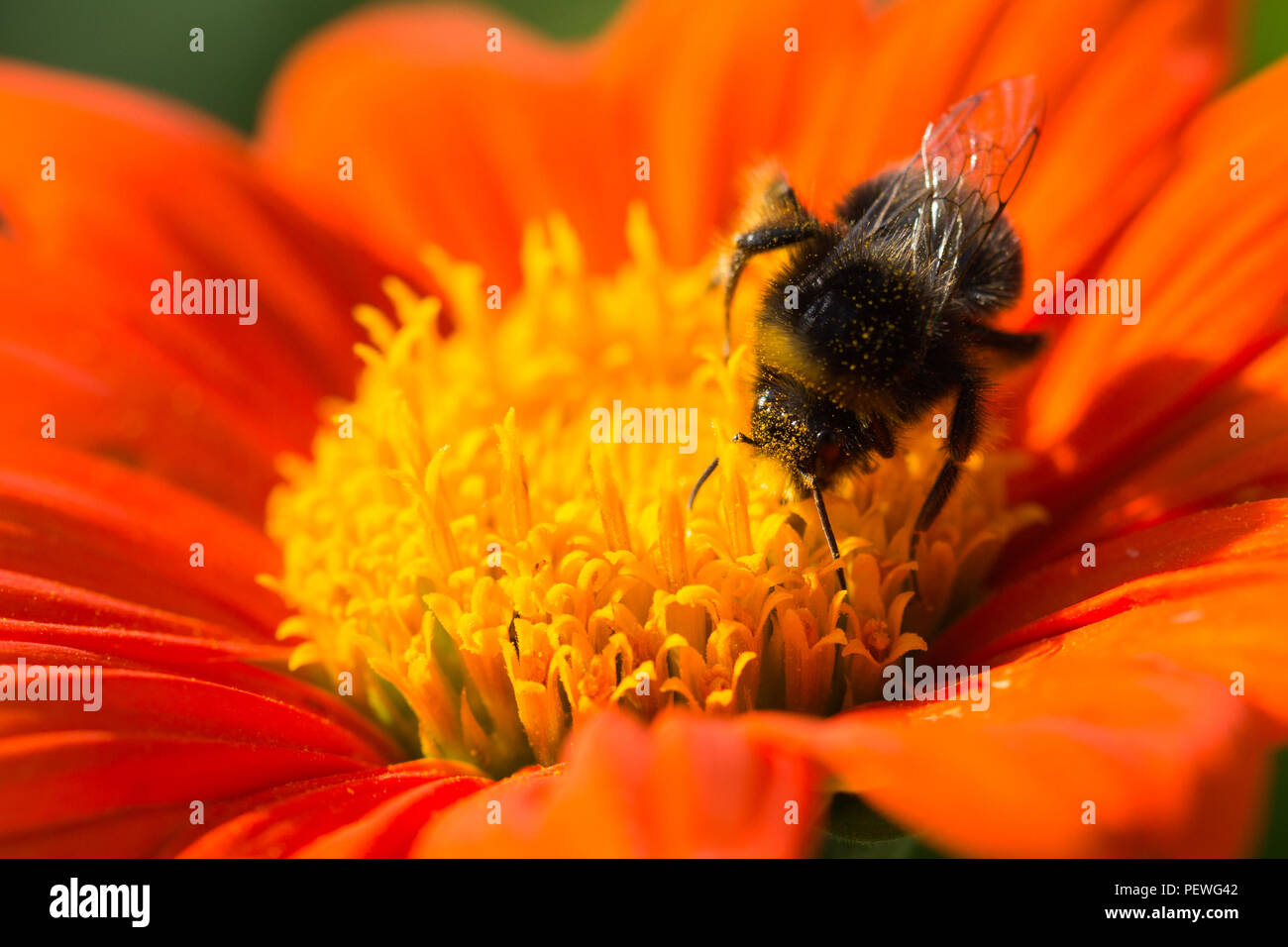 Asteraceae, Dahlie 'Pfui - Swan Island' Blume in voller Blüte. Stockfoto