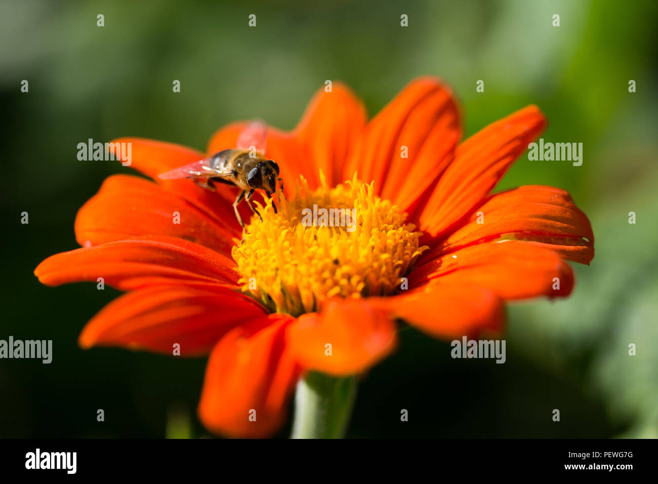 Asteraceae, Dahlie 'Pfui - Swan Island' Blume in voller Blüte. Stockfoto