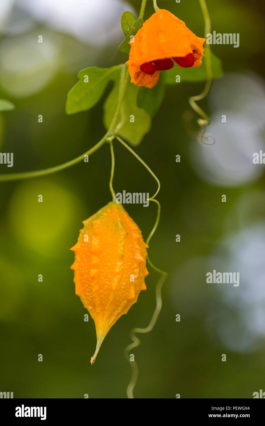 Orange reif hängenden Früchte der Momordica charantia, auch als bitter Melone, bitteren Gurken, Balsam, Balsam Apfel oder Birne bittergourd Stockfoto