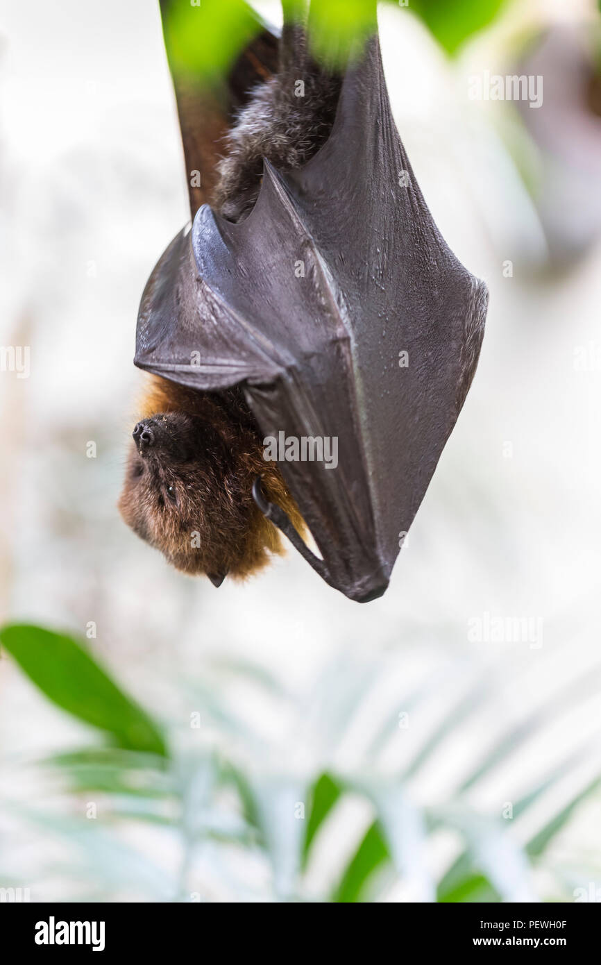 Rodrigues Flying Fox, Obst bat, pteropus rodricensis. Frontalansicht hängenden Kopf und Verkratzen Stockfoto