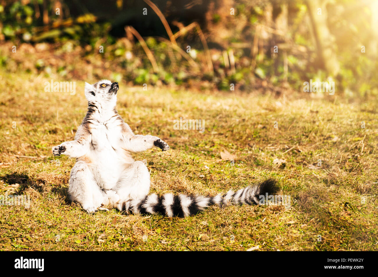 Meditieren Lustig Stockfotos Und Bilder Kaufen Alamy