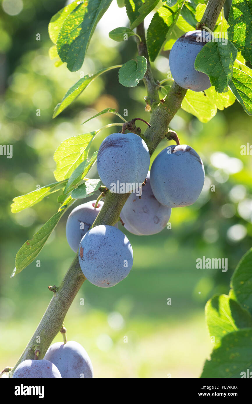 Prunus domestica. Pflaume 'Flotow' auf dem Baum. Großbritannien Stockfoto