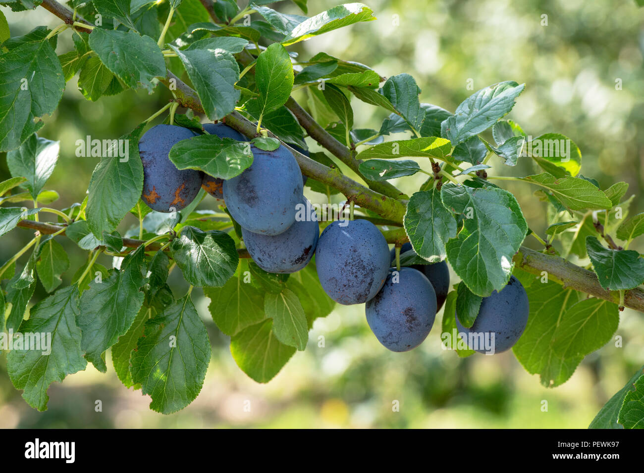 Prunus domestica. Pflaume 'Prince Engelbert' auf dem Baum. Großbritannien Stockfoto
