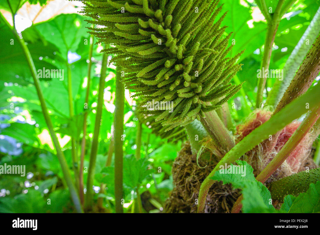 Blütenstand von Mammut Blatt Pflanze subtropischen Pflanzen details Natur Botanische Stockfoto