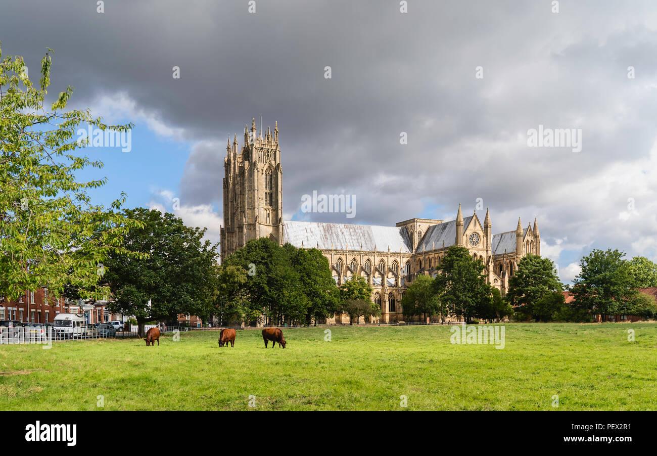 Die alte Klosterkirche auf einem hellen Sommermorgen mit Kühe in einem Feld und von Bäumen in Beverley, Yorkshire, UK flankiert. Stockfoto