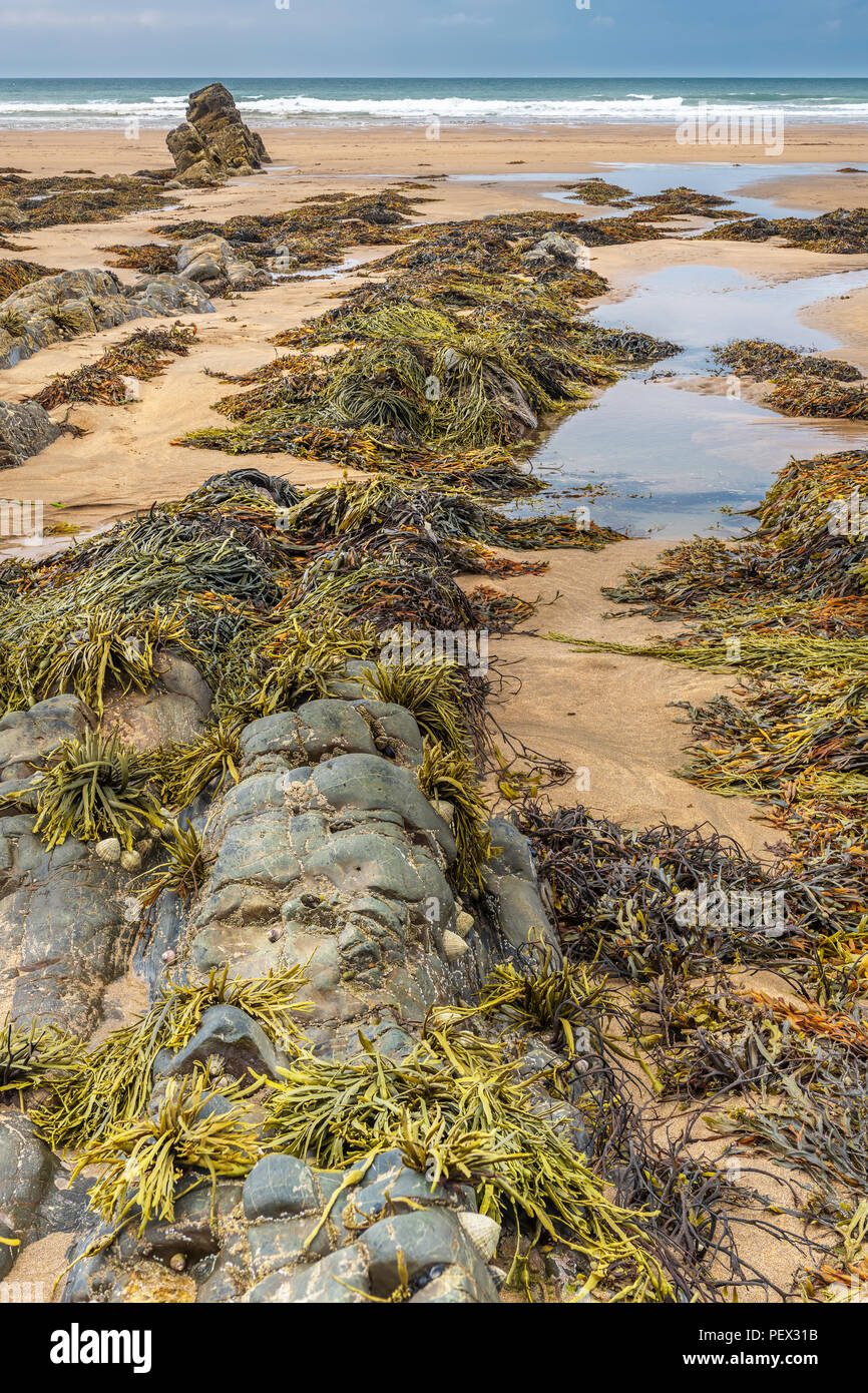 Ebbe auf Sandymouth Strand zeigt die erstaunlichen Felsformationen und die Wildnis, die unter ihnen leben. Stockfoto