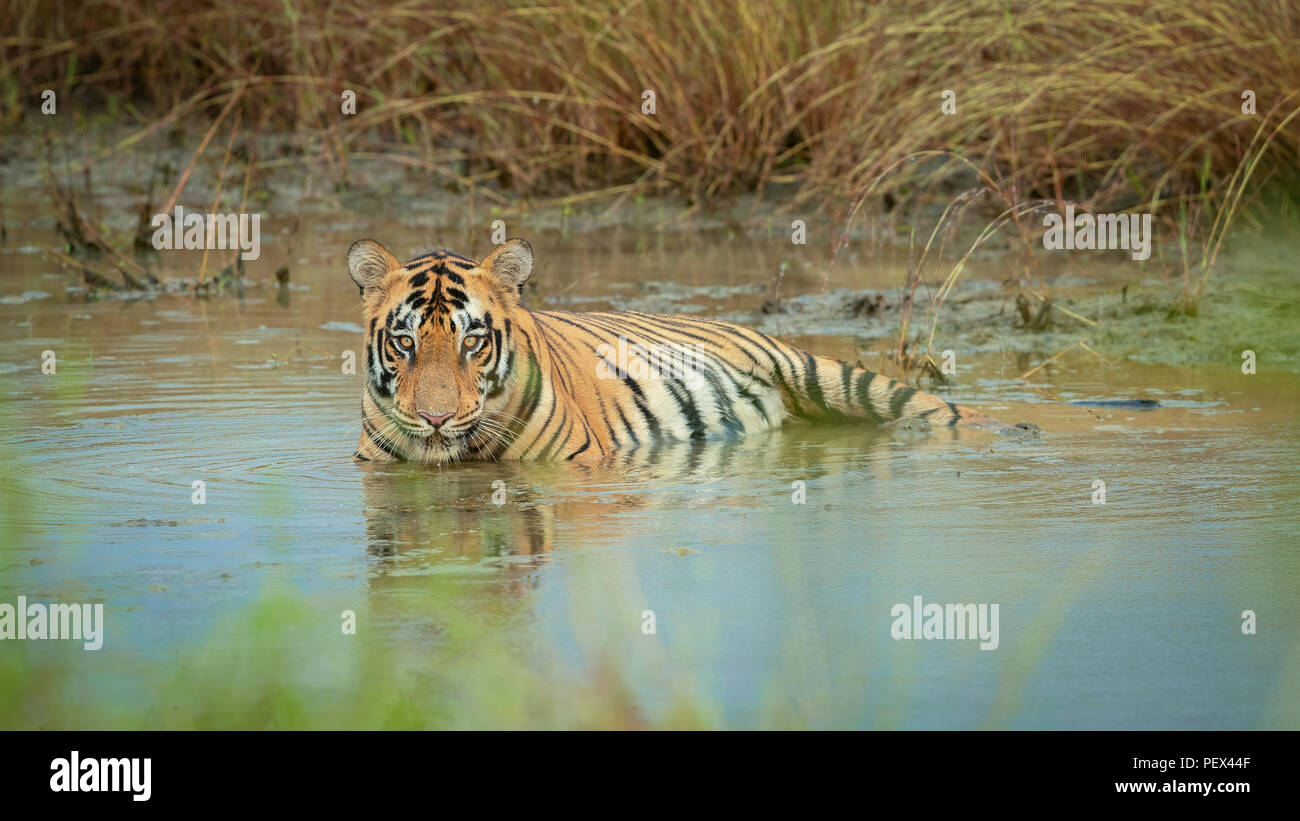 Tiger im Wasser Stockfoto