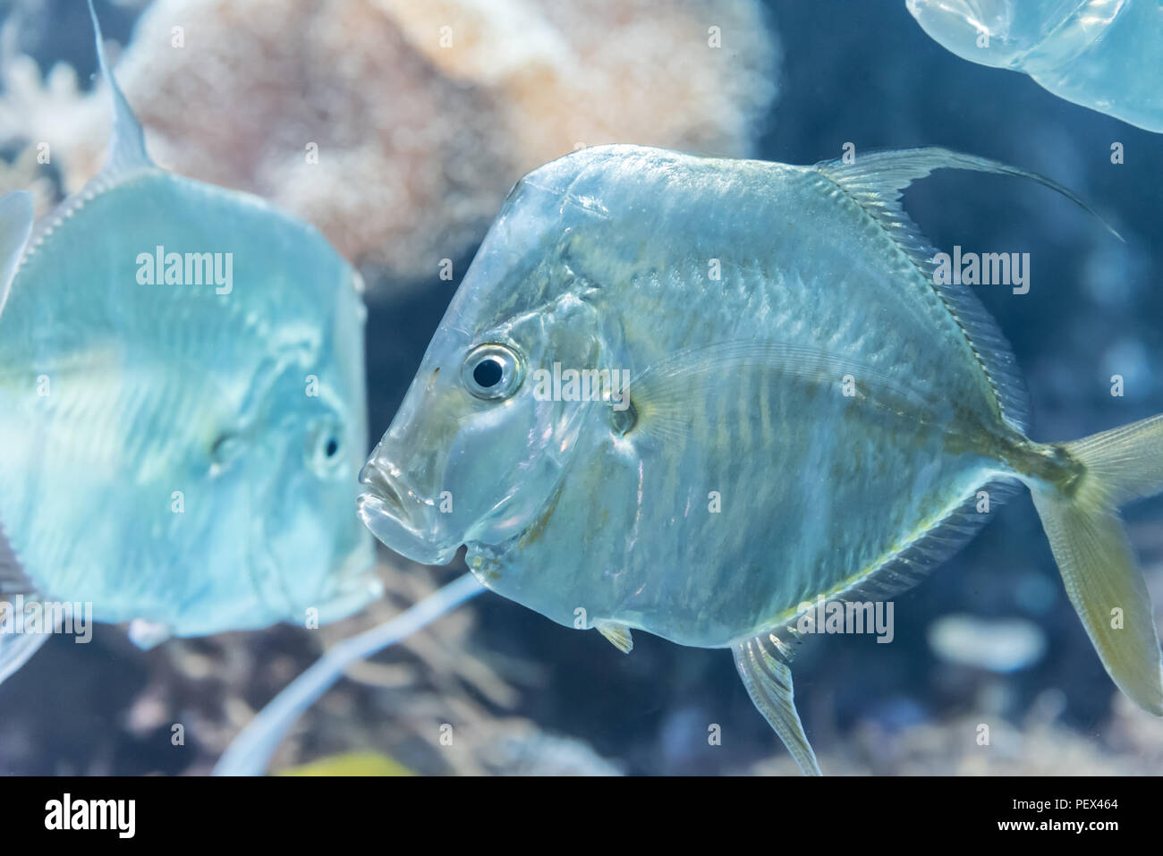 Eine Selene Vomer Fische, schwimmen in einem Aquarium, mit anderen Fischen in den Hintergrund, die in einem Zoo in Zürich Stockfoto