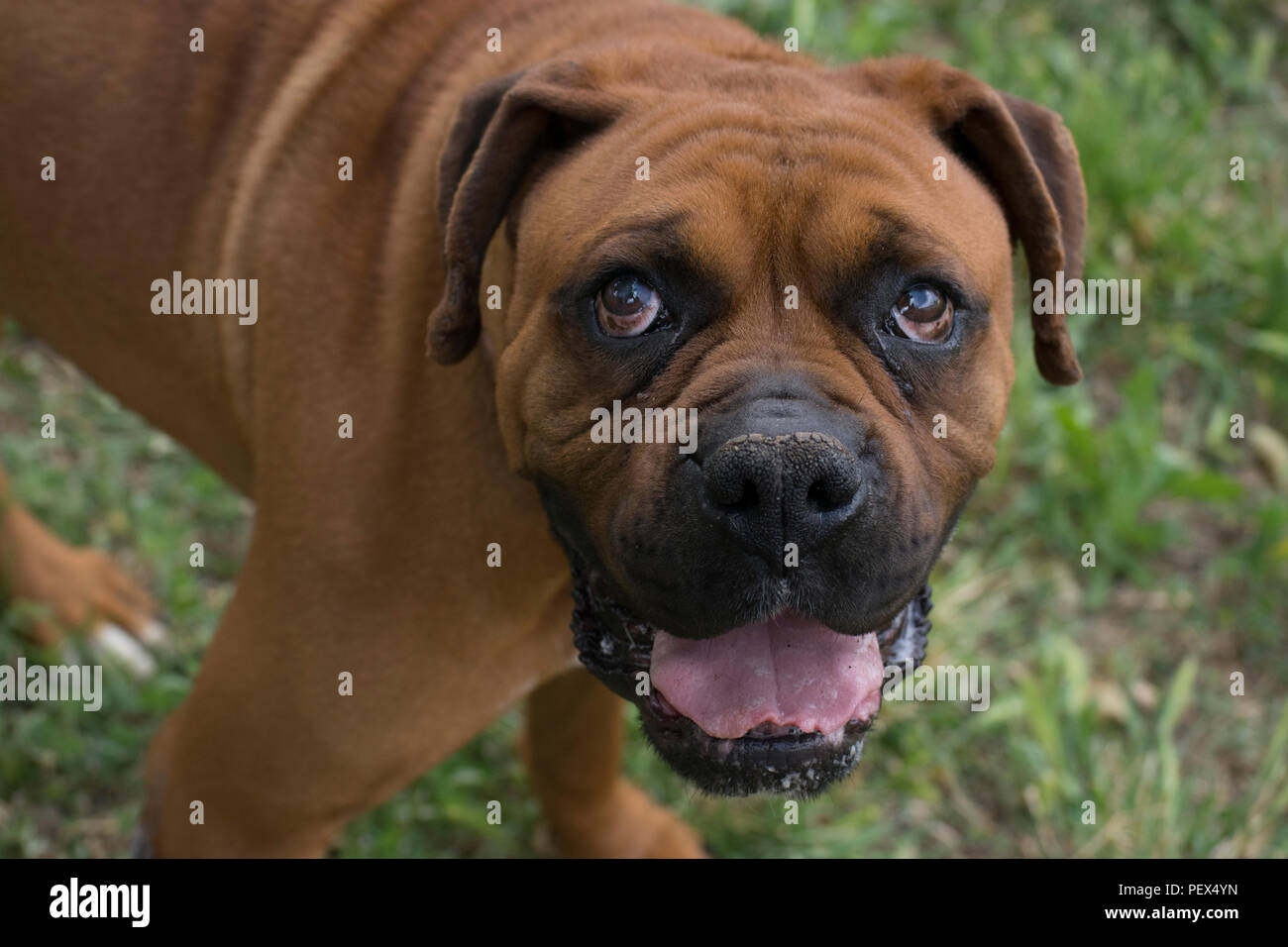 Auf der Suche nach Liebe Stockfoto