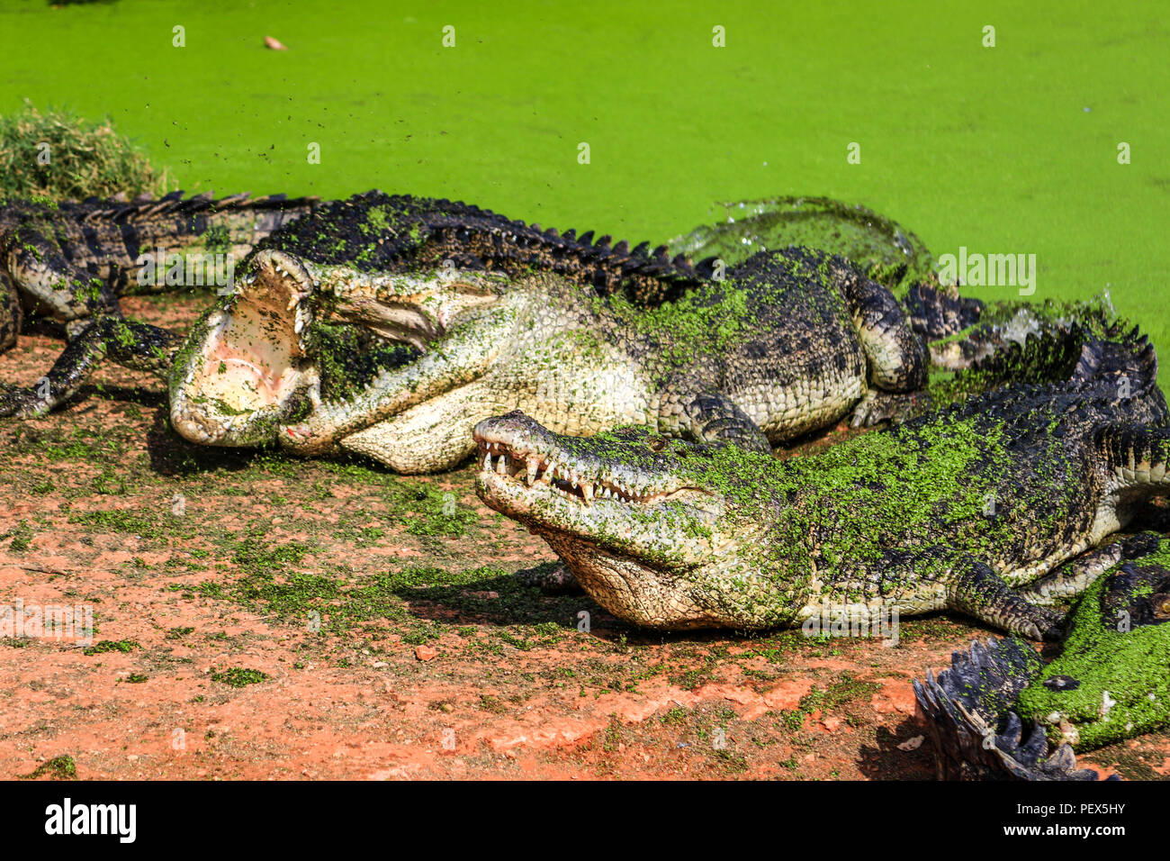 Nahaufnahme von Krokodil am Flussufer Stockfoto