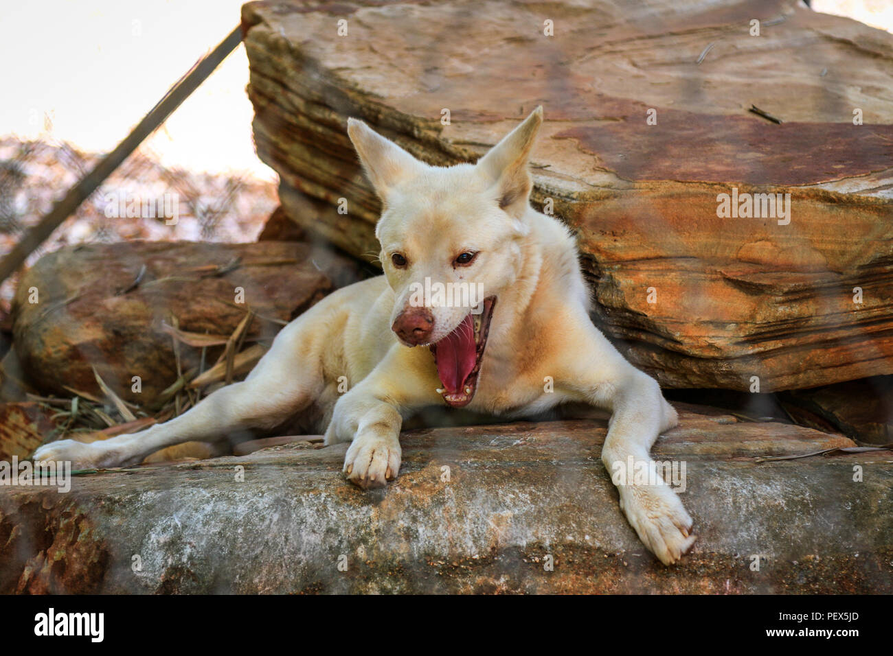 Australische dingo Verlegung auf Rock Stockfoto