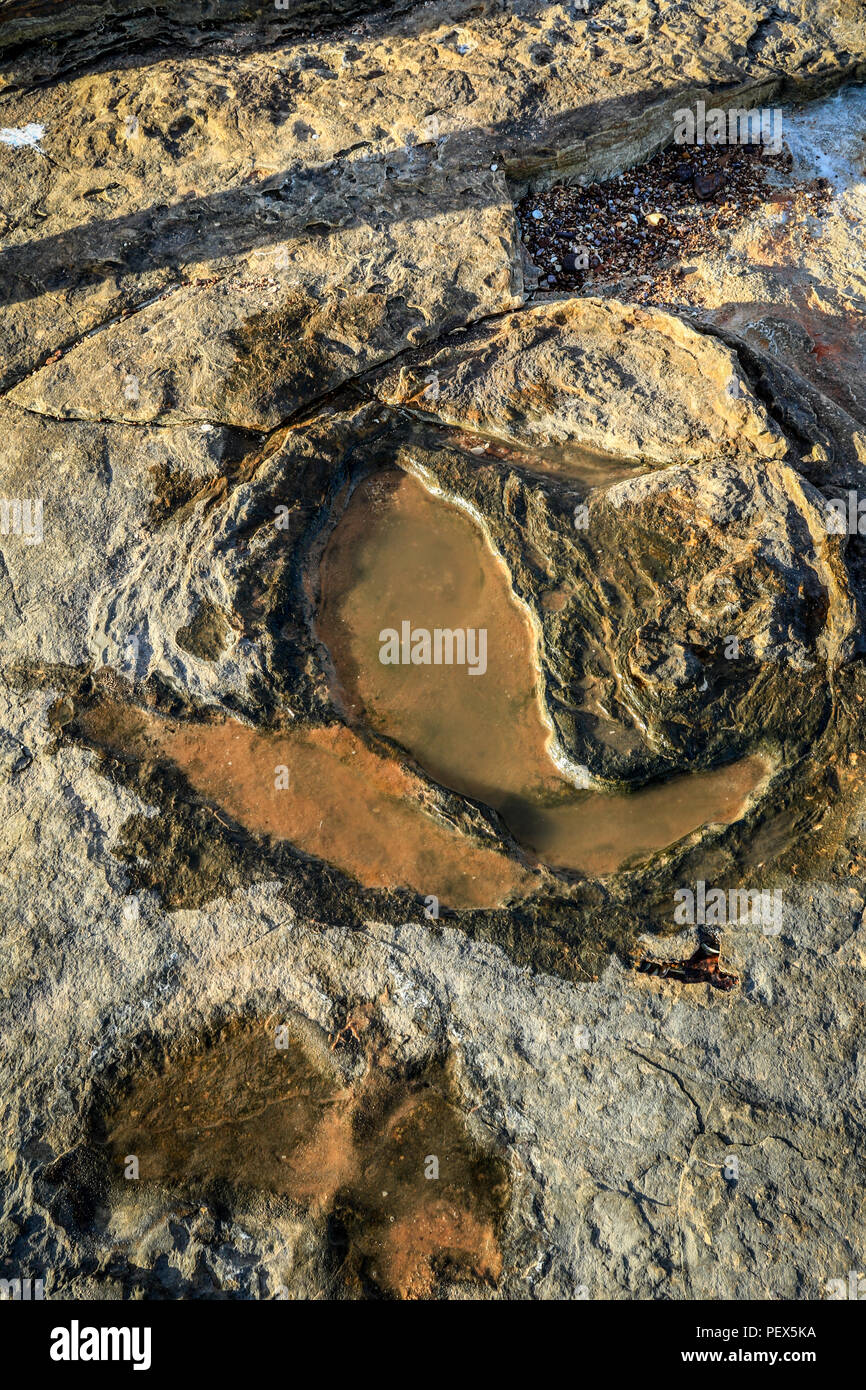 Dinosaur Footprint in Rock Stockfoto