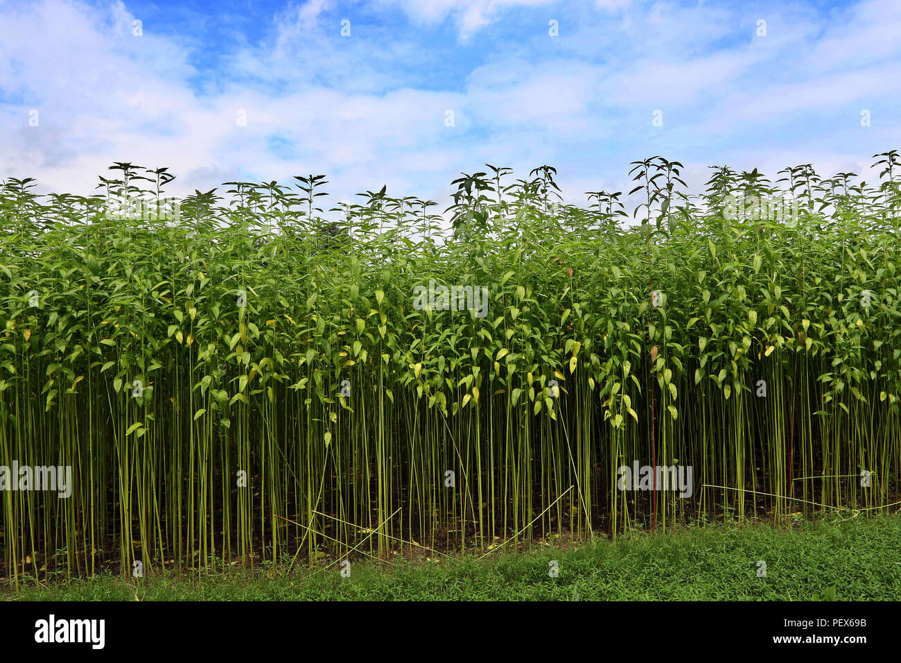 Eine jute Feld in Savar in Dhaka, Bangladesch - 2018 Stockfoto