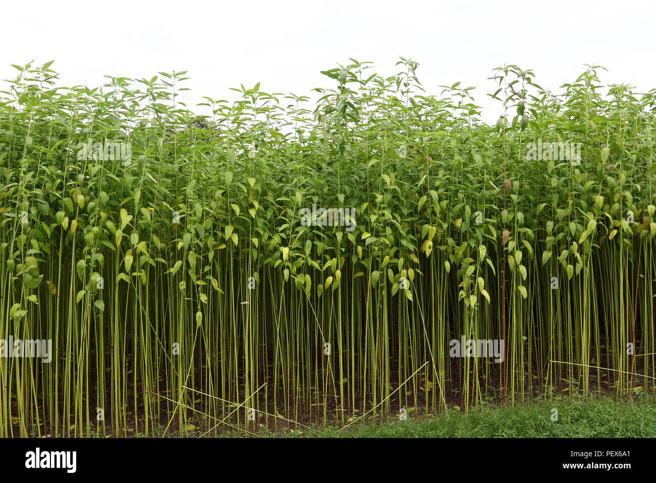 Eine jute Feld in Savar in Dhaka, Bangladesch - 2018 Stockfoto
