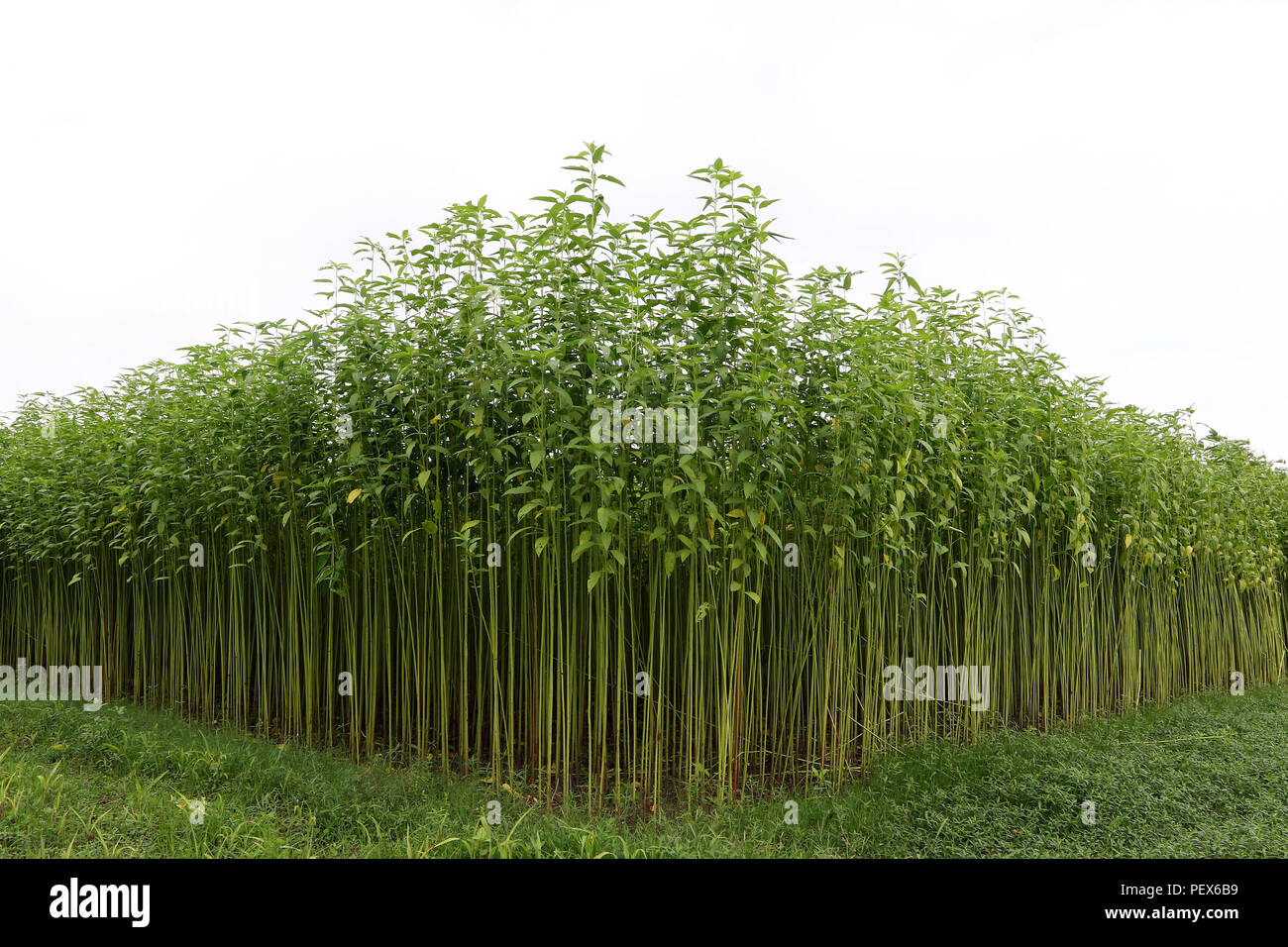 Eine jute Feld in Savar in Dhaka, Bangladesch - 2018 Stockfoto
