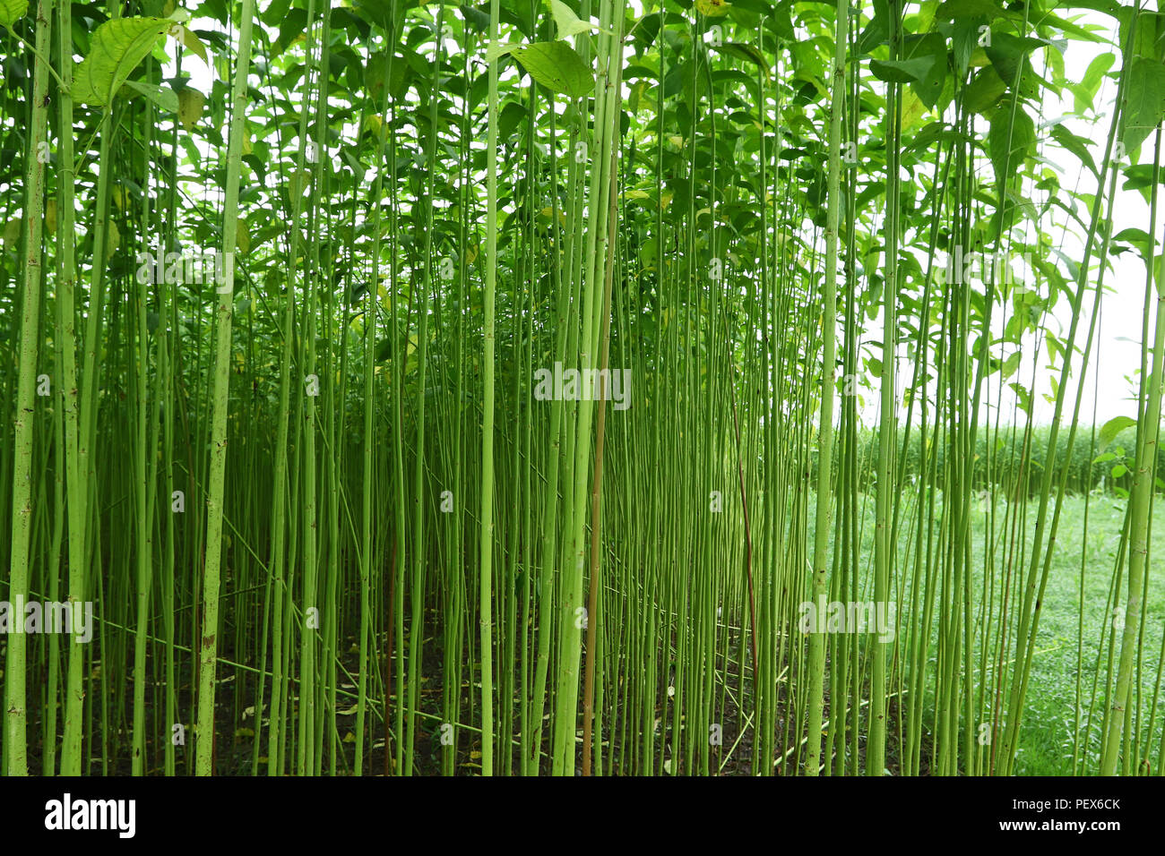 Eine jute Feld in Savar in Dhaka, Bangladesch - 2018 Stockfoto