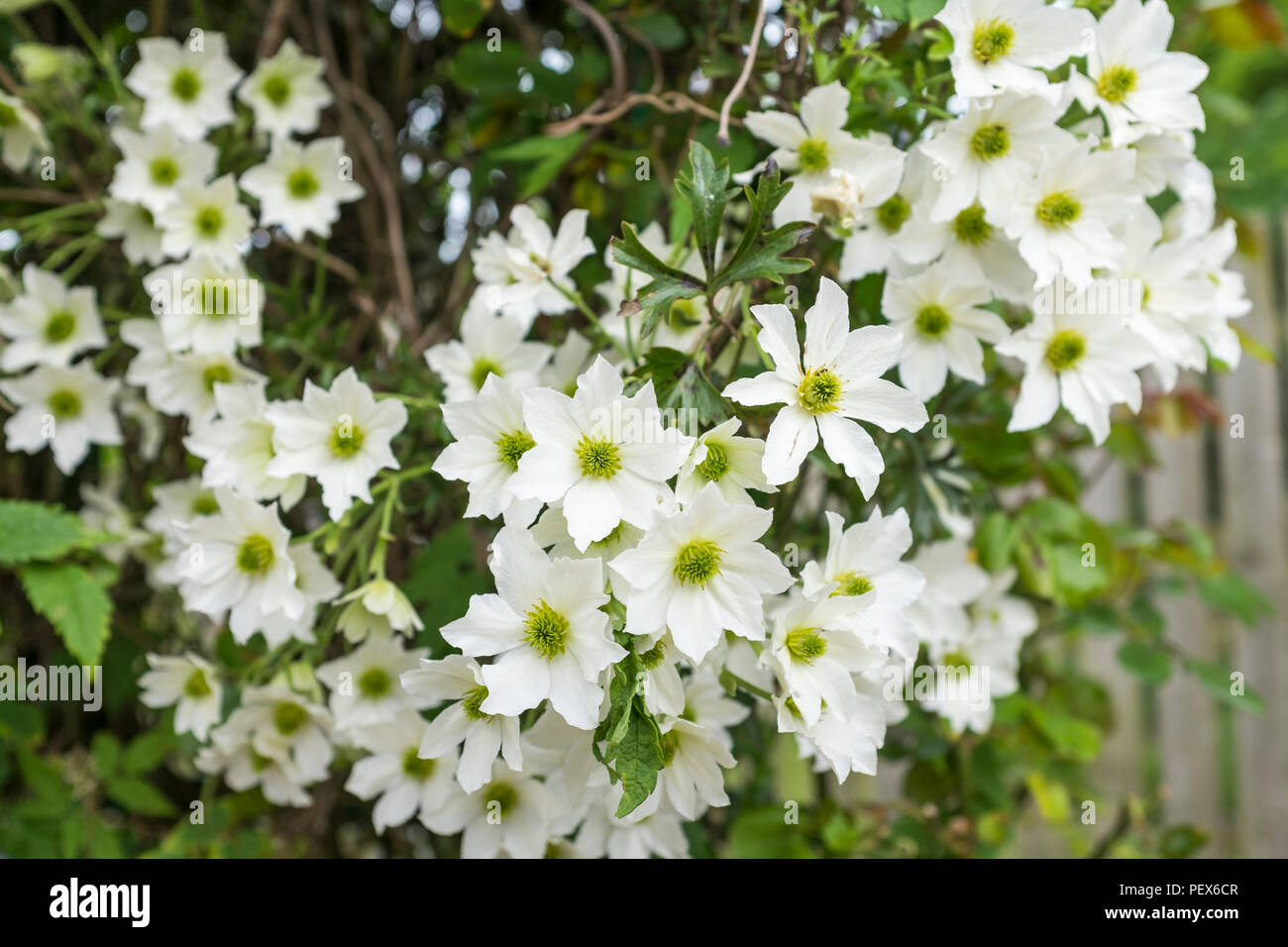 Weiße Clematis blüht im Garten Stockfoto