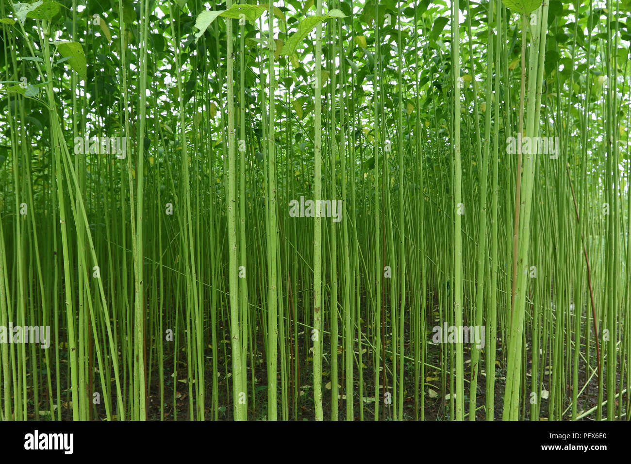 Eine jute Feld in Savar in Dhaka, Bangladesch - 2018 Stockfoto