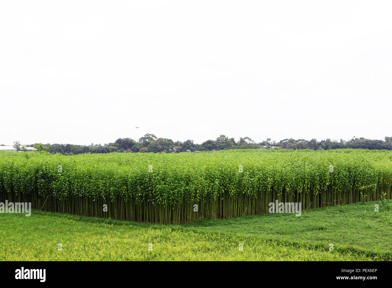 Eine jute Feld in Savar in Dhaka, Bangladesch - 2018 Stockfoto