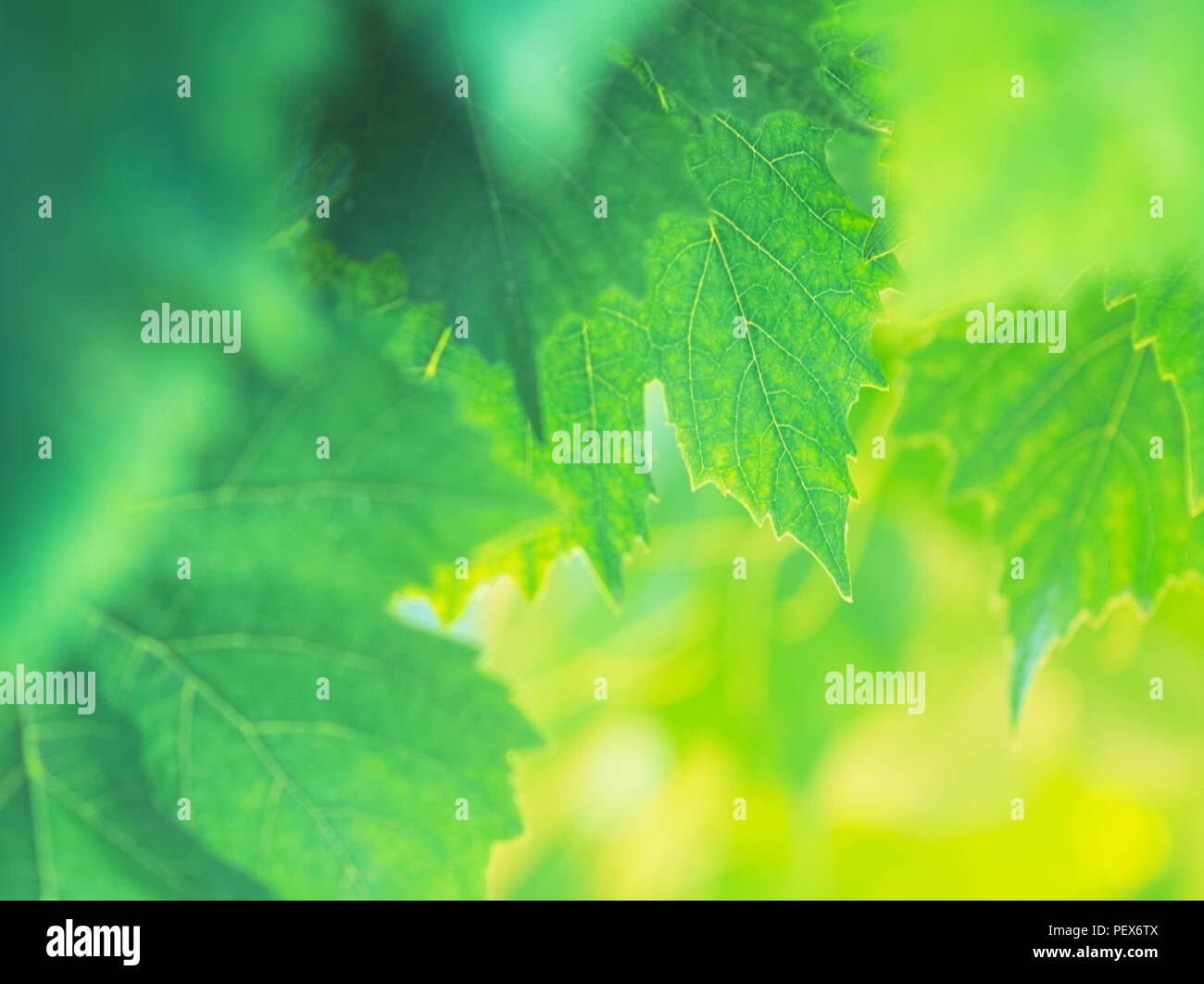 Lebendige mit grüner Hintergrundbeleuchtung Weinblättern Closeup Hintergrund Stockfoto