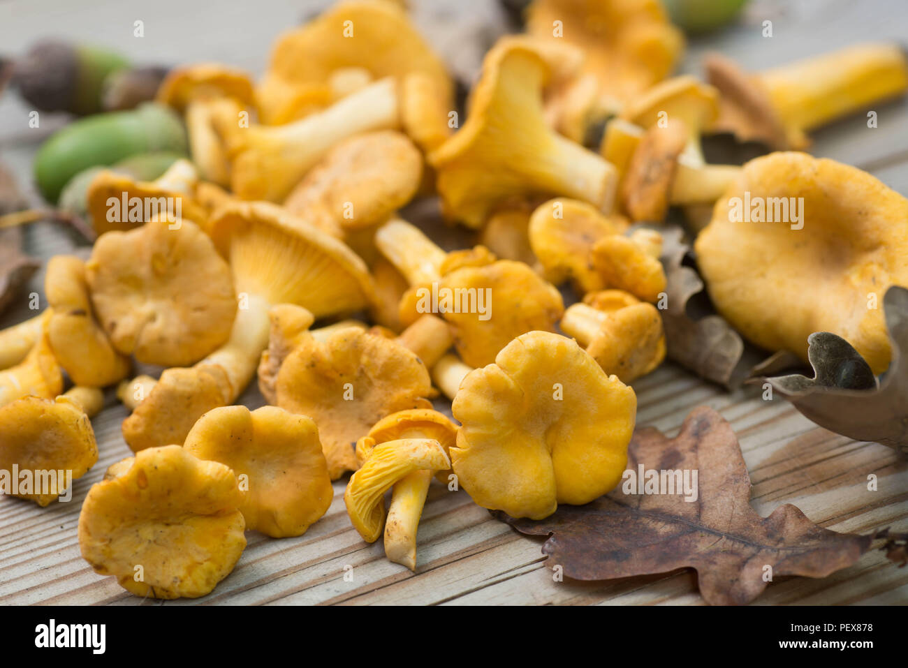 Chantarelle Pilze auf Holzbrett Makro Stockfoto