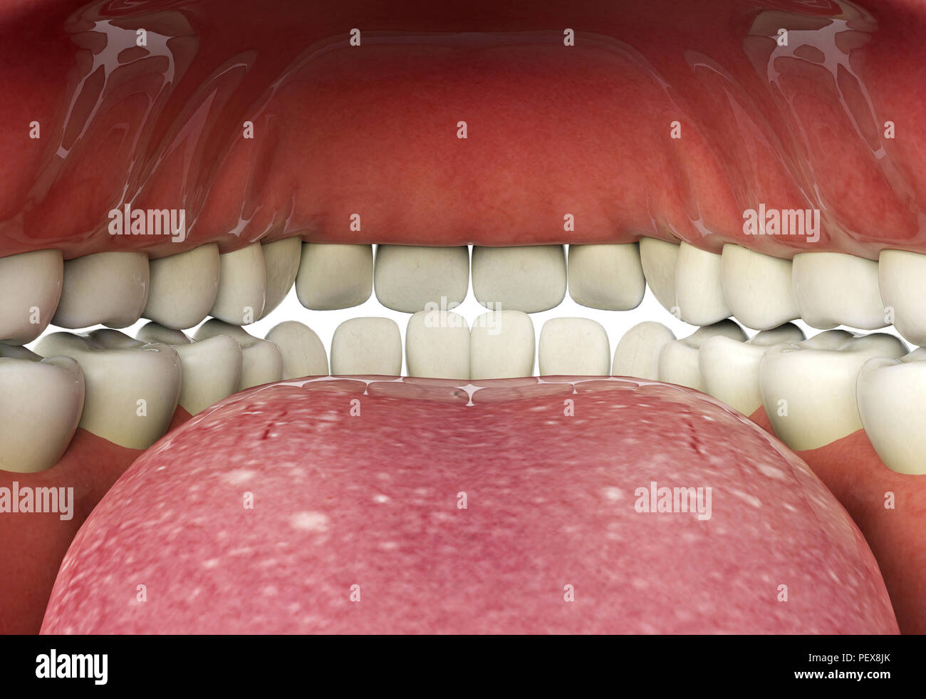 Nahaufnahme des menschlichen Mund, innere, Mundgesundheit Konzept, 3D-Rendering Stockfoto