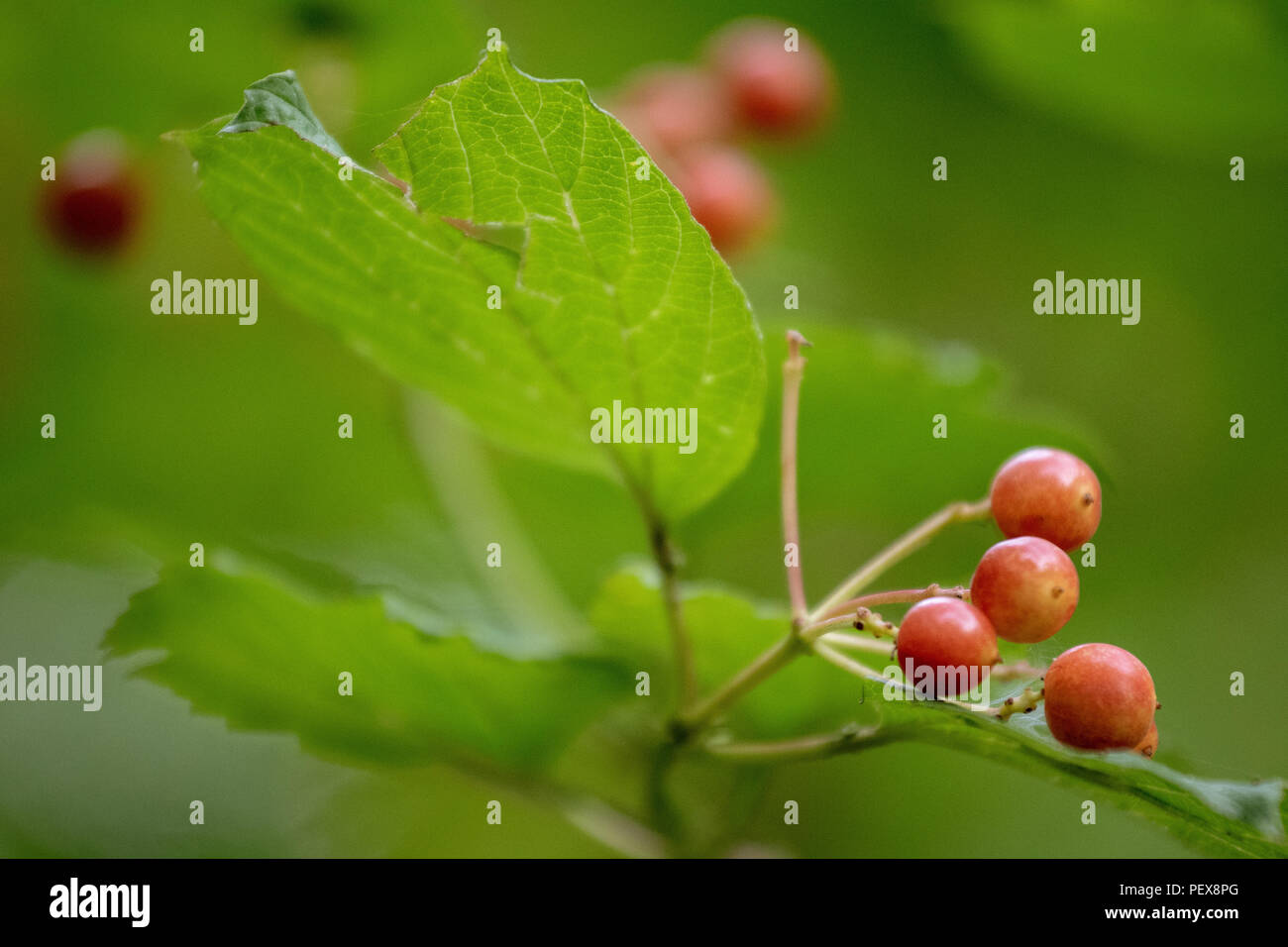 Einige rote Beeren hängen weg von einem Baum in der Hitze im Sommer Stockfoto