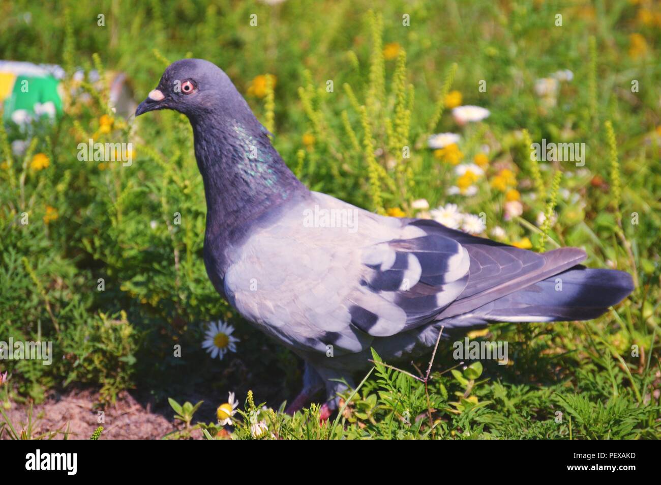 Regenbogen taube -Fotos und -Bildmaterial in hoher Auflösung – Alamy