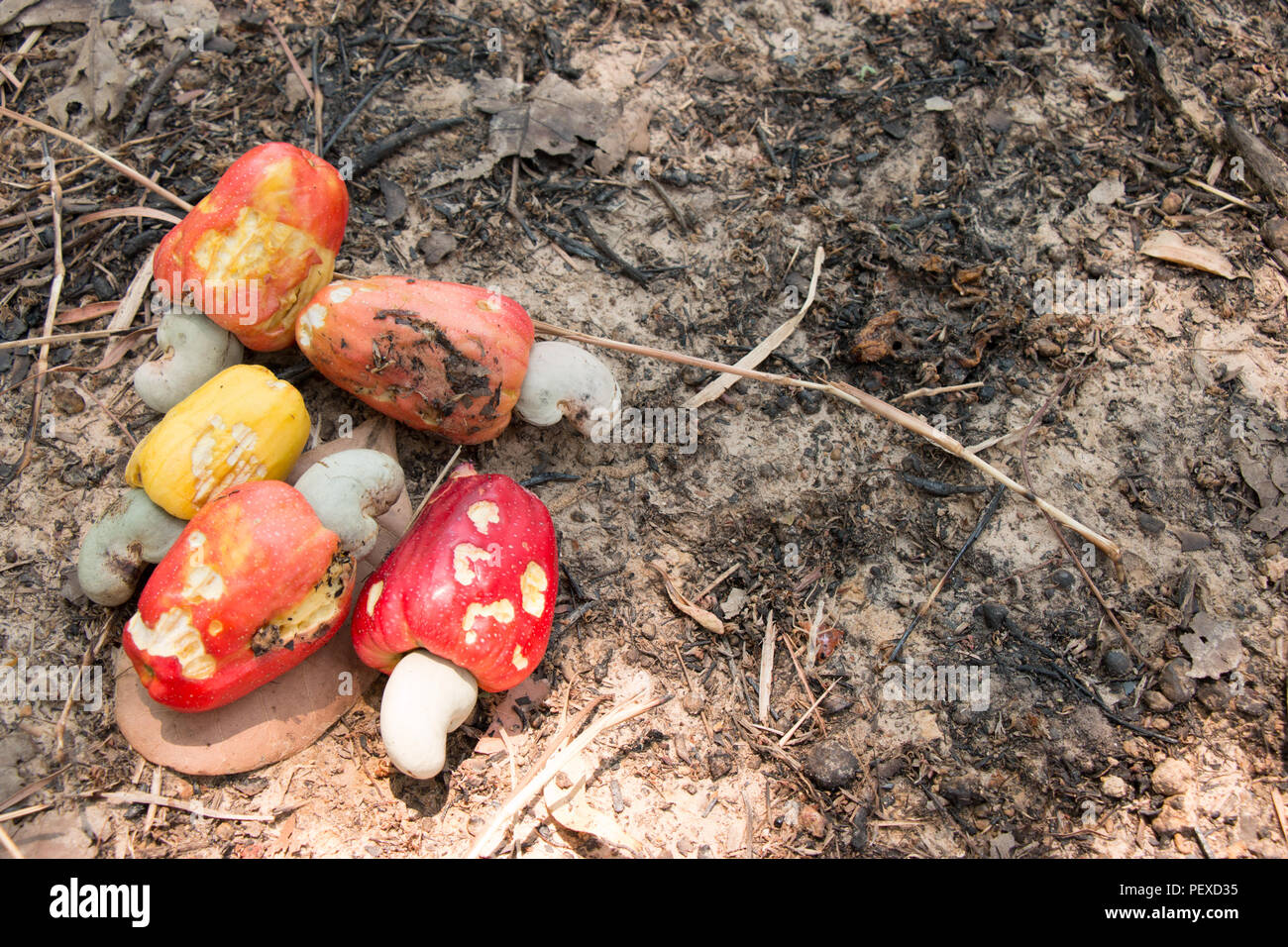 Rote und gelbe Cashew Frucht (Anacardium occidentale) Ernte und alle am Boden sammeln Stockfoto