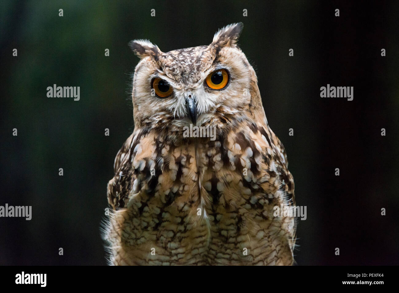 Ein Pharao Uhu (bubo ascalaphus) an der Schottischen Eule center Stockfoto