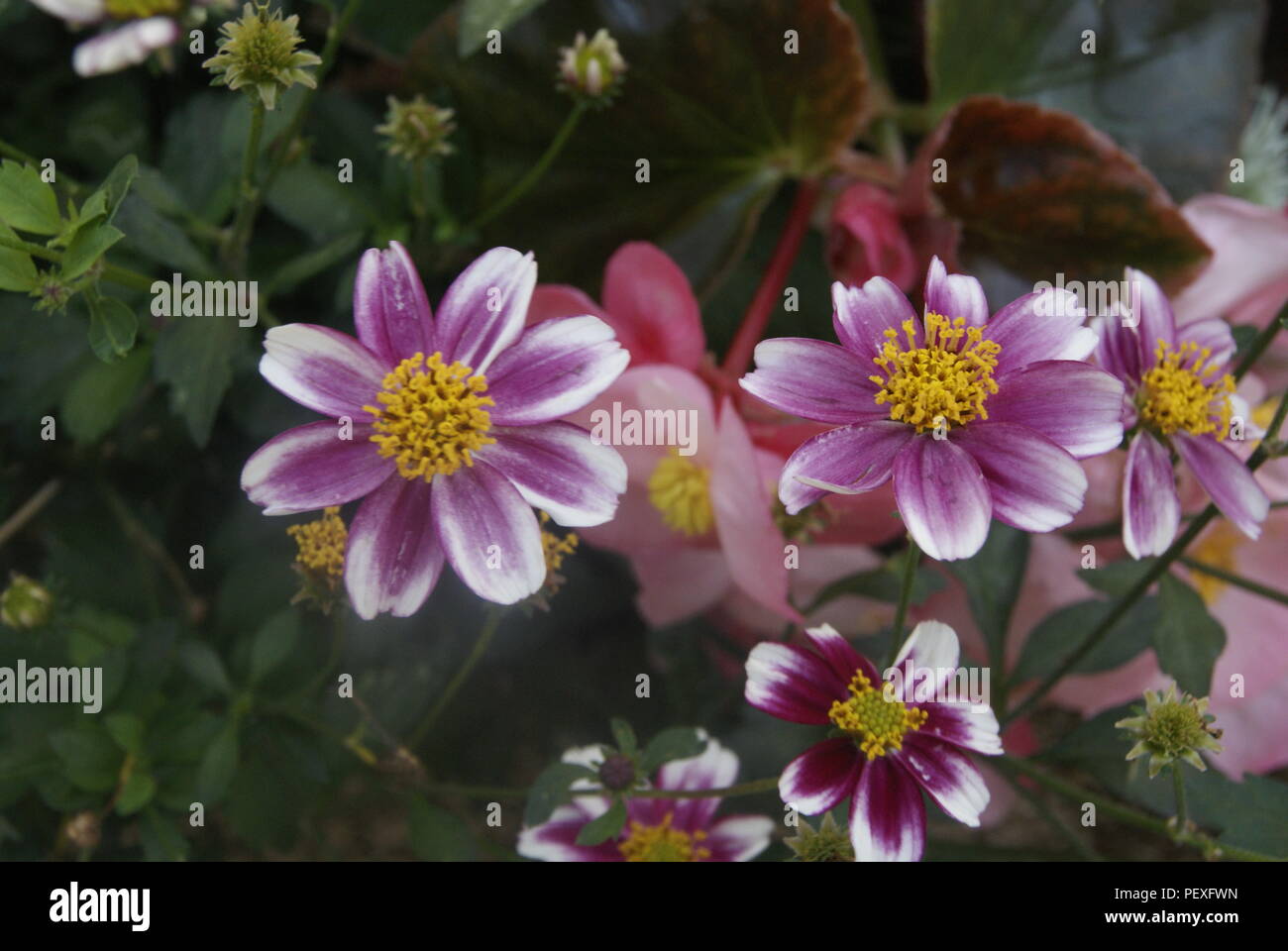 Fleurs de France Stockfoto