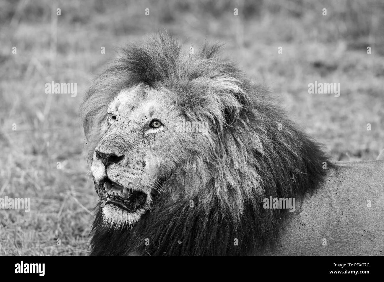Nahaufnahme der Kopf und Mähne eines prächtigen männlichen erwachsenen Mara Löwe (Panthera leo) in der Masai Mara, Kenia Stockfoto