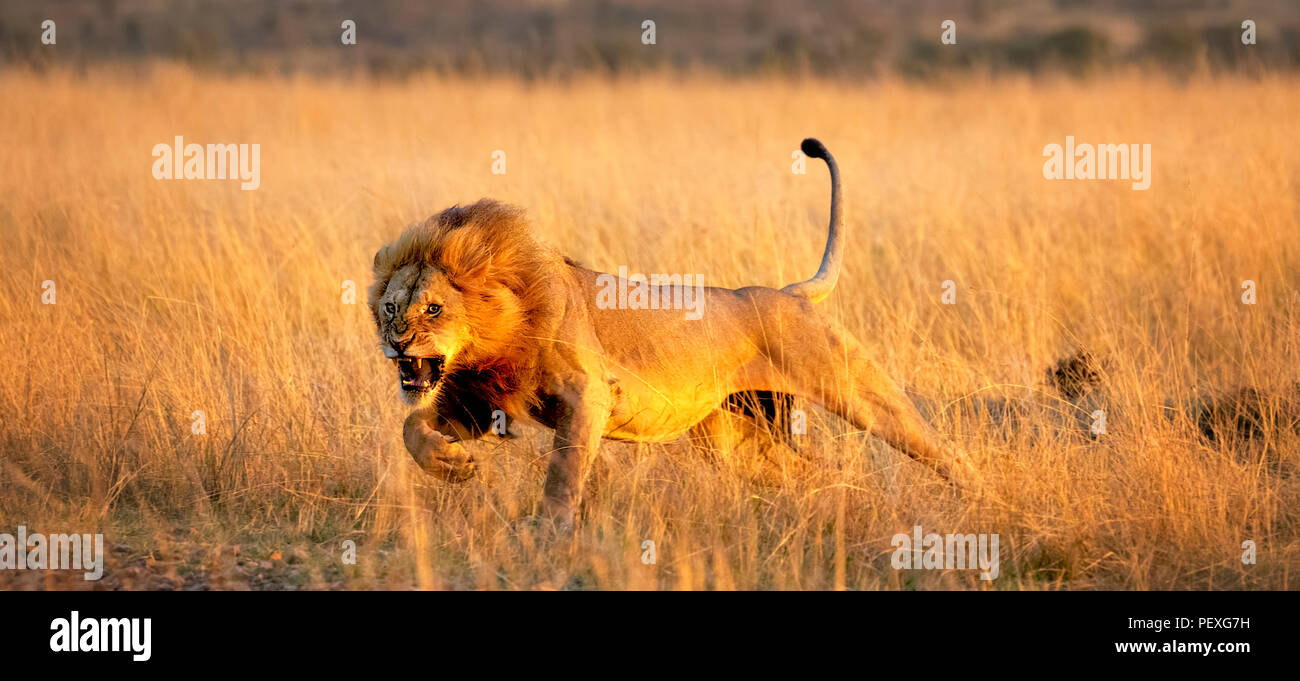 Knurrend junge männliche Mara Löwe (Panthera leo) Gebühren ein Rivale auf dem Grasland von der Masai Mara, Kenia im typischen aggressives Verhalten in Angriff zu nehmen Stockfoto