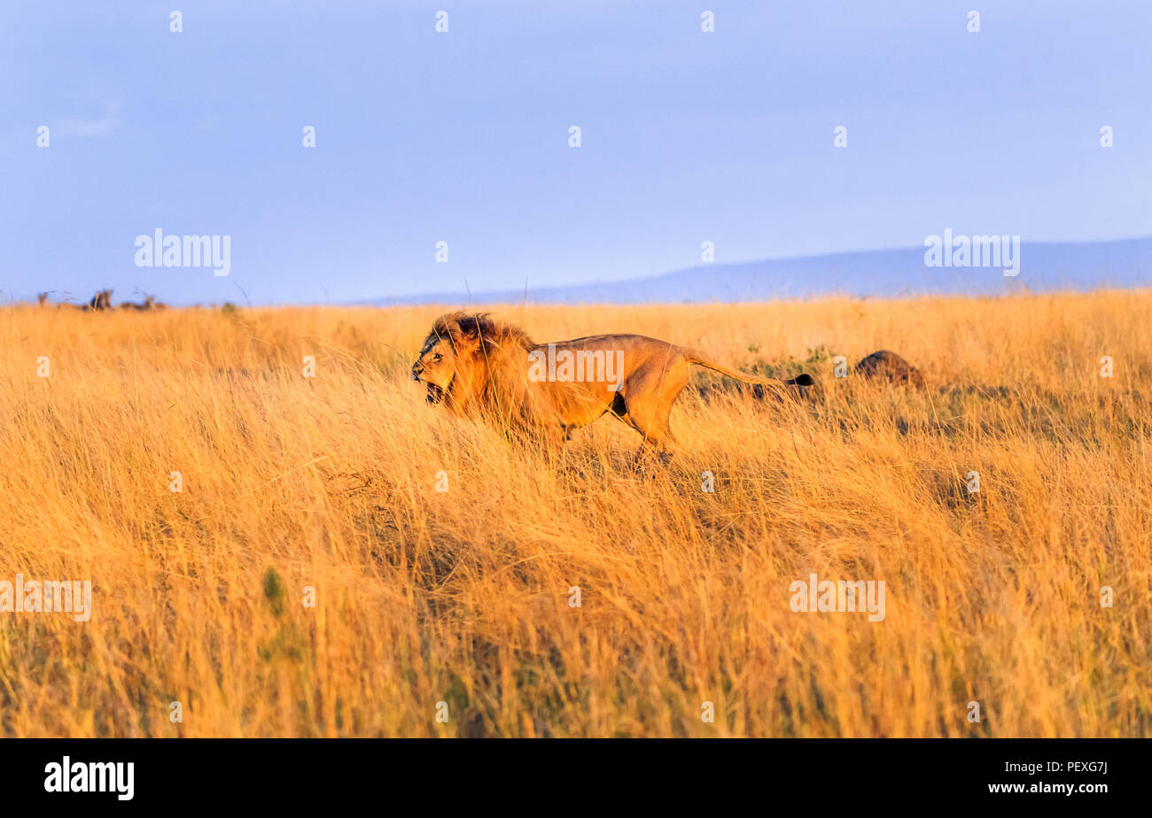 Knurrend junge männliche Mara Löwe (Panthera leo) Gebühren ein Rivale auf dem Grasland von der Masai Mara, Kenia im typischen aggressives Verhalten in Angriff zu nehmen Stockfoto