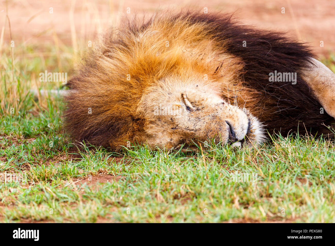 Nahaufnahme der Kopf einer Dösen erwachsenen männlichen Mara Löwe (Panthera leo) friedlich auf Gras in der tagsüber schlafen in der Masai Mara, Kenia Stockfoto