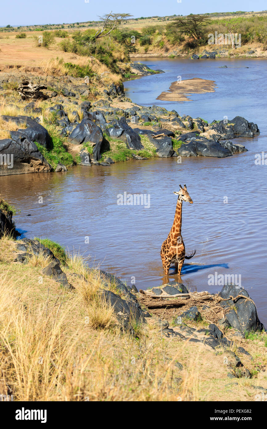 Männlichen Masai Giraffe (Giraffa Camelopardalis tippelskirchi) stehend im Wasser der Mara River Crossing, Masai Mara, Kenia, mit Blick auf das Ufer Stockfoto