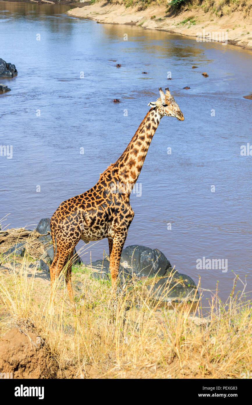 Hohen männlichen Masai Giraffe (Giraffa Camelopardalis tippelskirchi) nutzt seinen langen Hals über den Mara River vom Flussufer, Masai Mara, Kenia Stockfoto