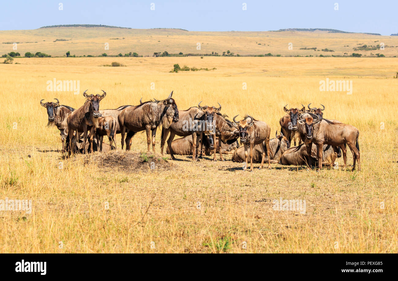 Kleine Herde von streifengnu (connochaetes Taurinus) während der großen Migration versammelten sich auf der Savanne in der Masai Mara, Kenia Stockfoto