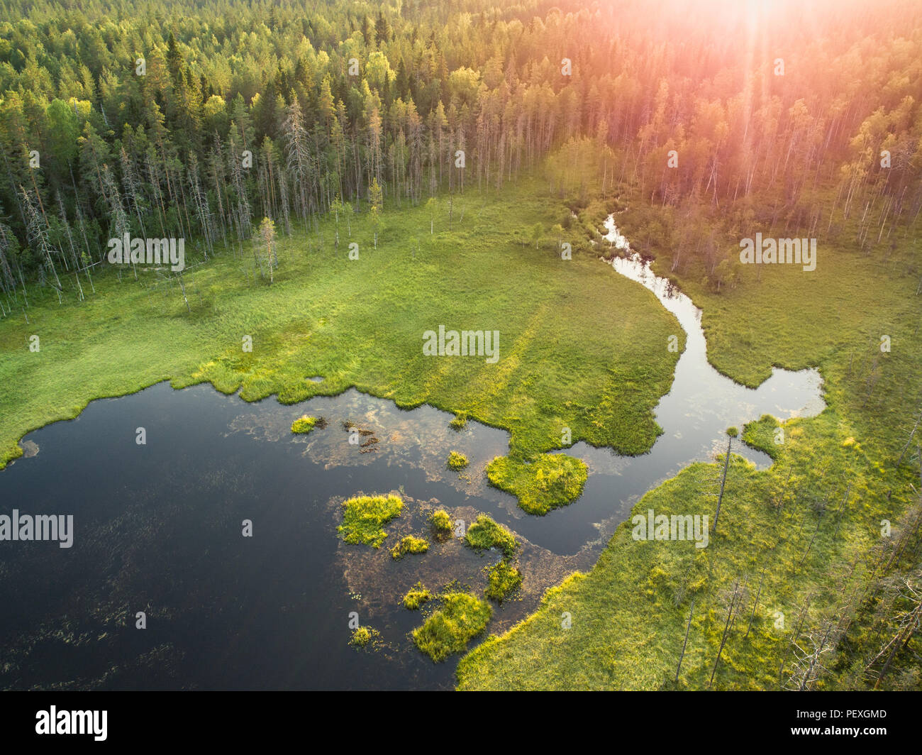 Luftaufnahme von Wald und See oder Teich im Borealen aka Taigawald in