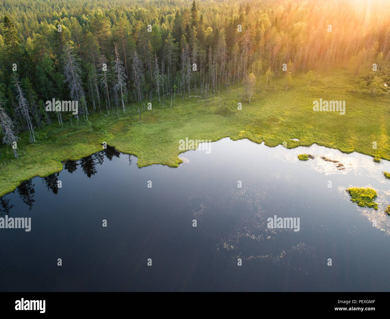 Luftaufnahme von Wald und See oder Teich im Borealen aka Taigawald in