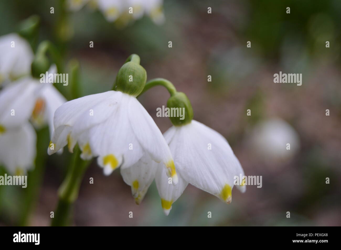 Doppel snowdrop Köpfe auf weichem Hintergrund geleitet Stockfoto